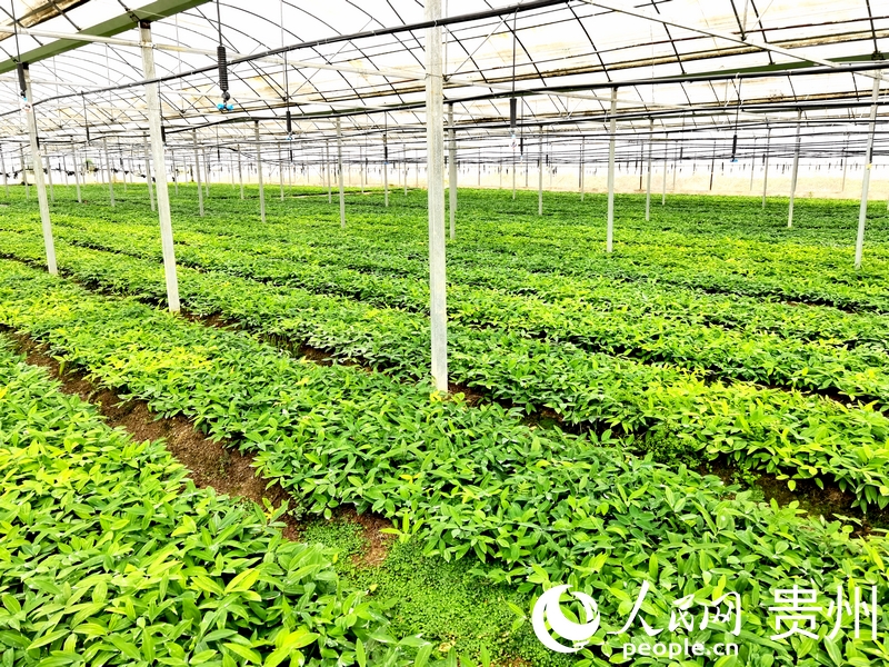 柿花村中药材种植基地一隅。人民网记者 王秀芳摄