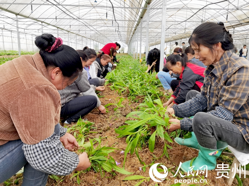 柿花村中药材种植基地里，村民们正在分拣白芨苗。人民网记者 王秀芳摄