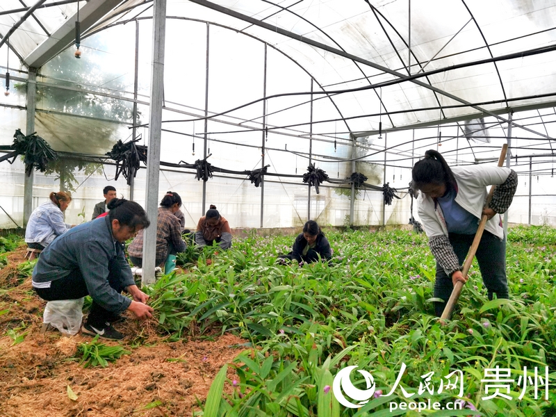 柿花村中药材种植基地里，村民们正在分拣白芨苗。人民网记者 王秀芳摄