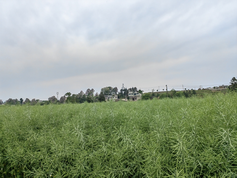 贵州省黔西市金碧镇铧口寨社区油菜种植基地油菜长势好。