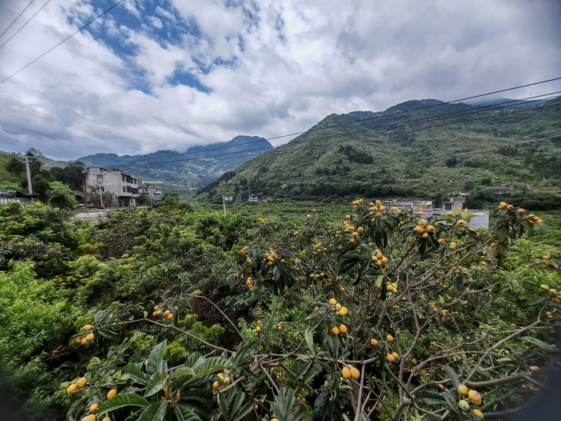 习水县土城镇红花村，金黄枇杷满枝头。