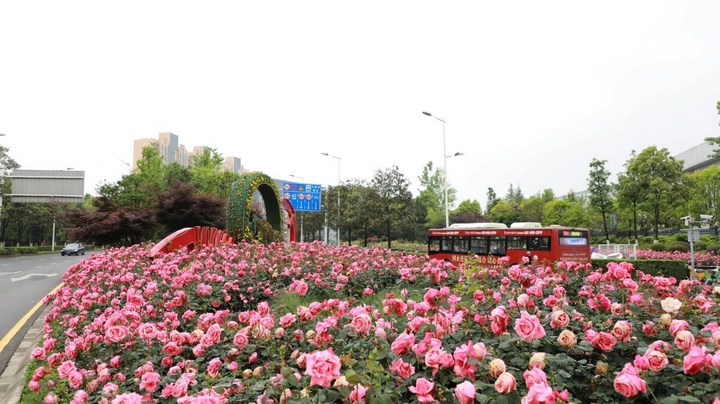 1月季花争奇斗艳。