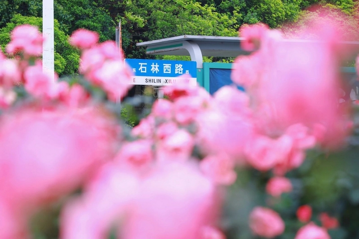 2月季花争奇斗艳。