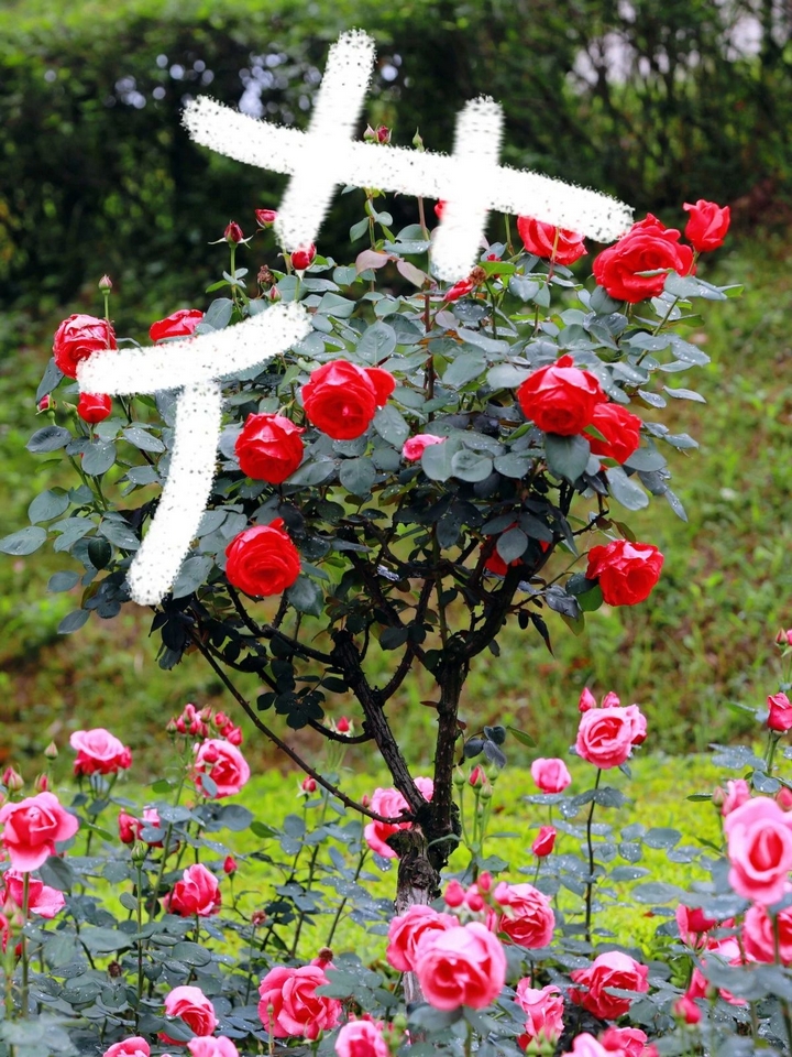 4月季花争奇斗艳。