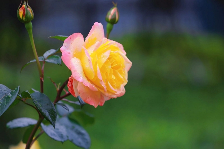 5月季花争奇斗艳。