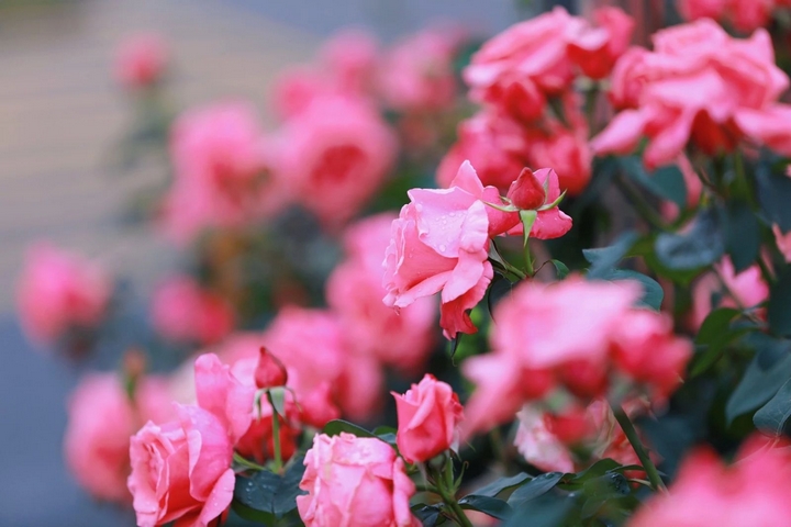 7月季花争奇斗艳。