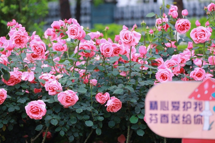 10月季花争奇斗艳。