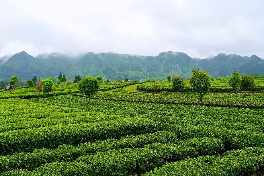 湄潭茶园。