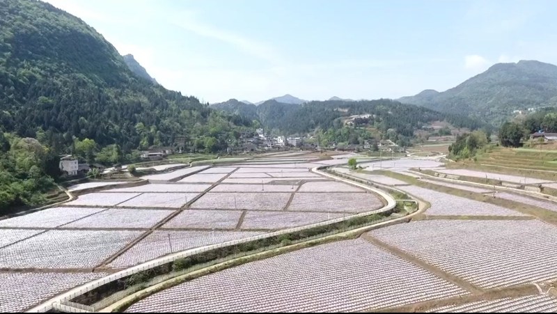 烤烟移栽大田。干潇然摄