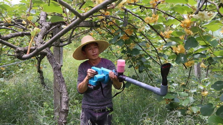 修文猕猴桃果农 用上“新武器” 授粉。