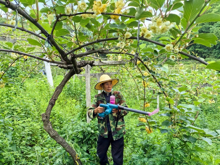 修文猕猴桃果农 用上“新武器” 授粉。