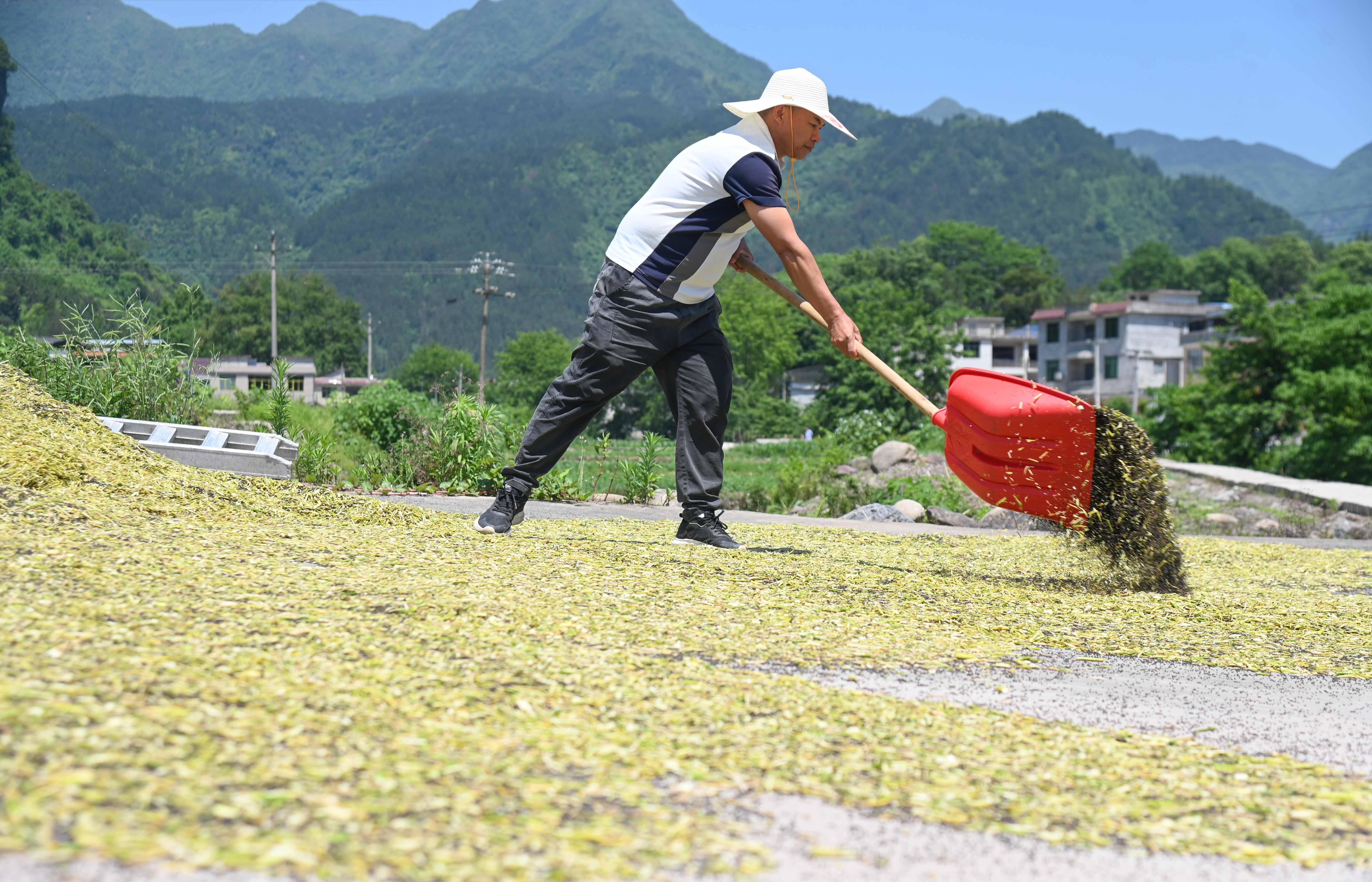 村民在晾晒油菜籽。