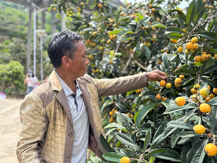 2、果农廖光华正穿梭在果树间，熟练地采摘着成熟的枇杷。