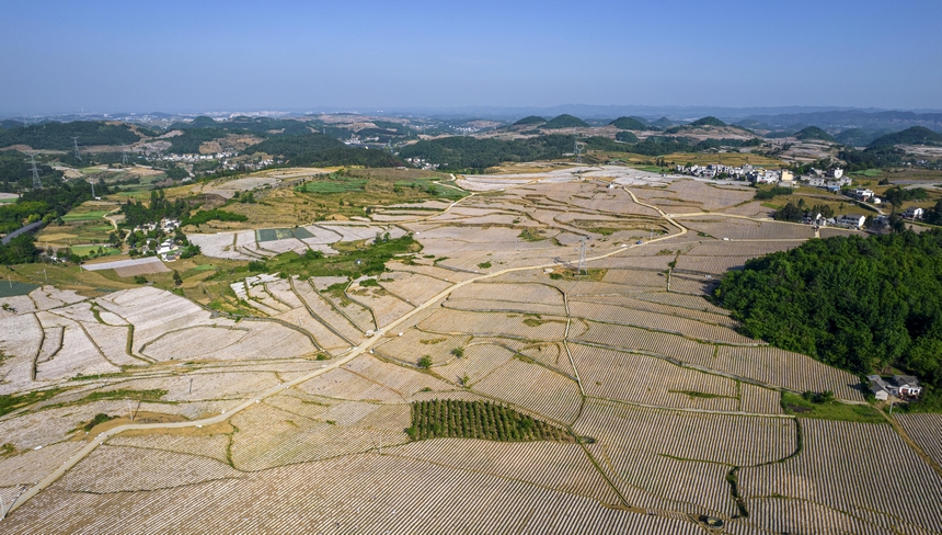 2025年5月11日拍攝的貴州省畢節市黔西市林泉鎮鄉村田園美景。