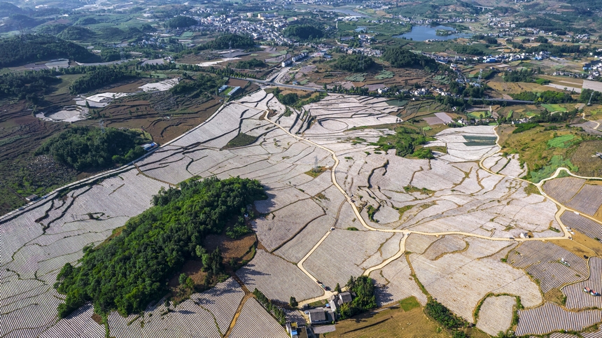 2025年5月11日拍攝的貴州省畢節市黔西市林泉鎮鄉村田園美景。