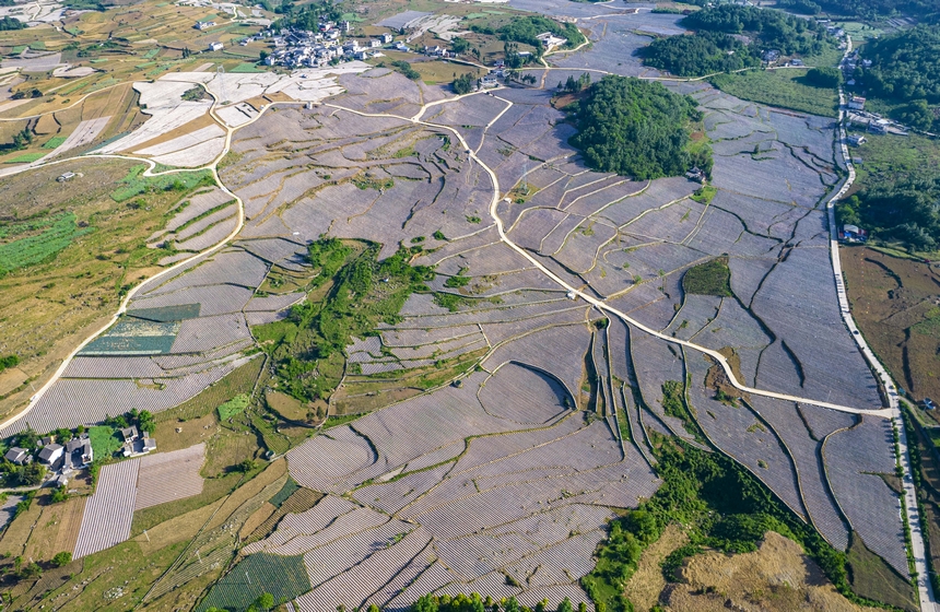 2025年5月11日拍攝的貴州省畢節市黔西市林泉鎮鄉村田園美景。