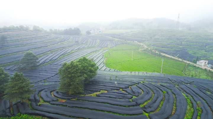 碾茶创新中心培育的专属碾茶基地。