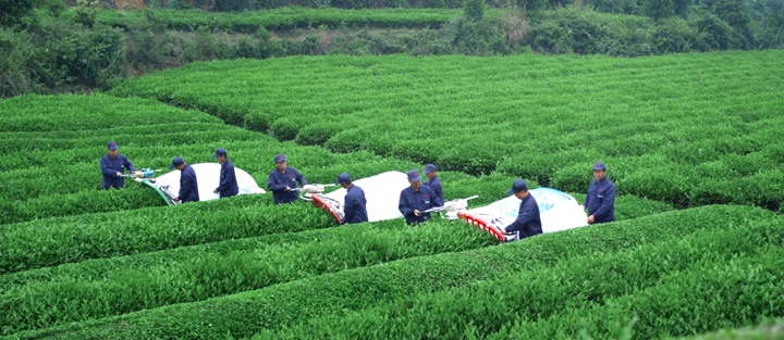 采茶工人用机器采收碾茶鲜叶。