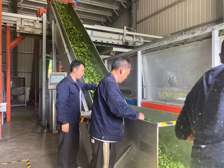 碾茶创新中心的工作人员正在碾茶。
