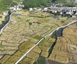 貴州鬆桃：14.24萬畝油菜迎採收