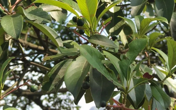 国家二级重点保护野生植物润楠。水城区林业局供图 (3).jpg