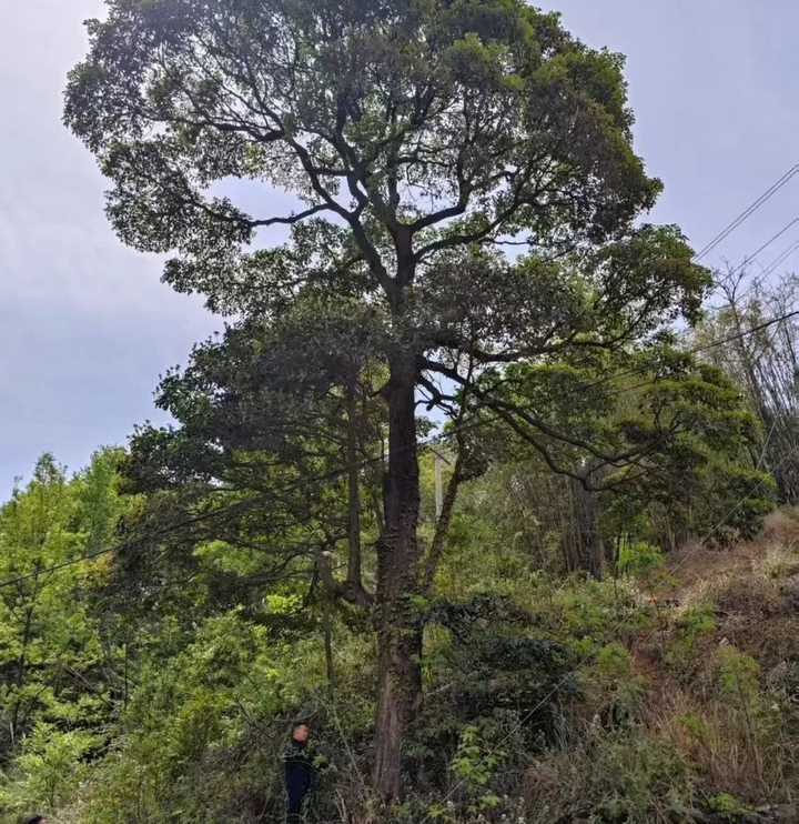 国家二级重点保护野生植物润楠。水城区林业局供图
