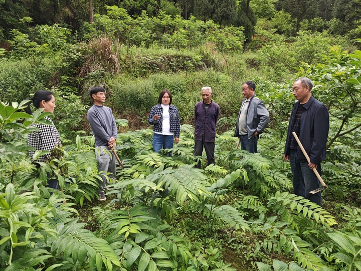 喜头镇农技专家为种植户讲解黄精管护技术。.jpg