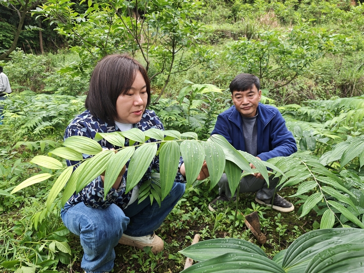 喜头镇农技专家为种植户讲解黄精管护技术。.jpg