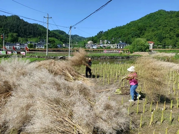 息烽縣養龍司鎮5000余畝油菜喜獲豐收.jpg