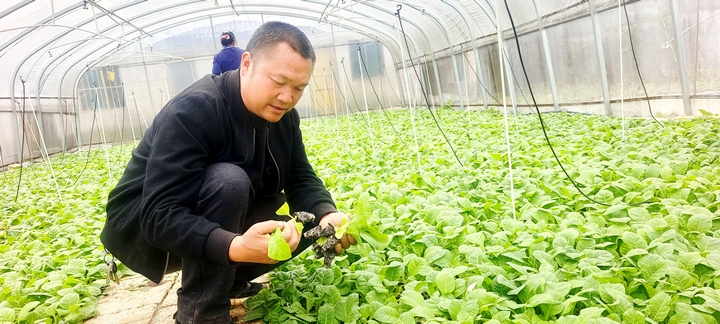 1 捧鲁基地单元技术员骆科付在苗棚查看烟苗根须生长情况。