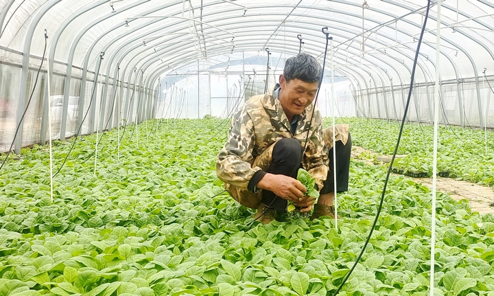 烟农万光华在苗棚拔苗。