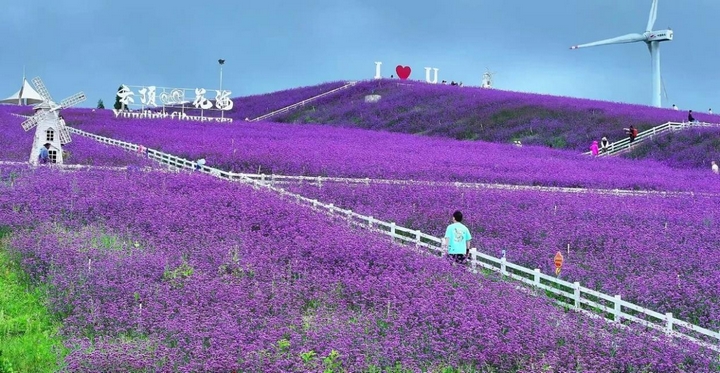花溪高坡云顶花海。