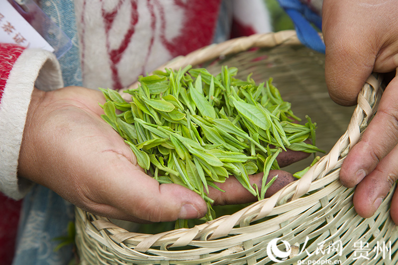 贵州神鹊茶场新鲜采摘的茶叶。人民网 陈洁泉摄