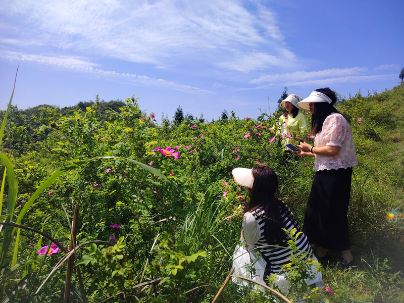 游客赏花打卡.jpg