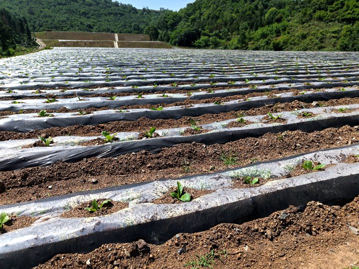 盘兴铁路保田车站二号弃渣场复垦后烟叶种植。