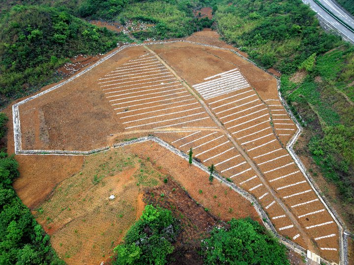盘兴铁路DK78+600弃土场复垦后种植场景。