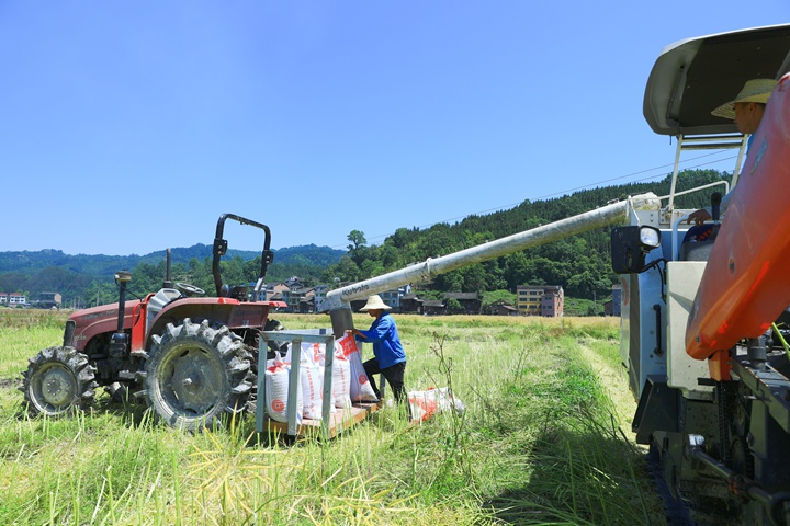 收割机将脱离、清选好的油菜籽导入袋中。