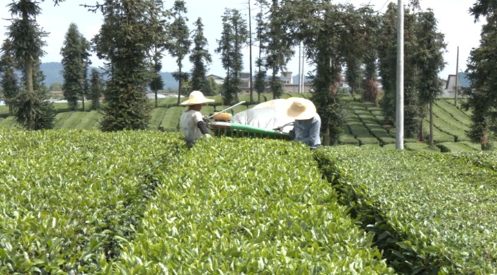 夏茶採收現場。