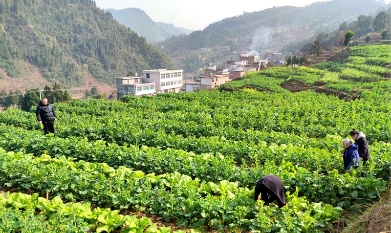 油菜地里套种的蔬菜长势良好。任奕欣摄