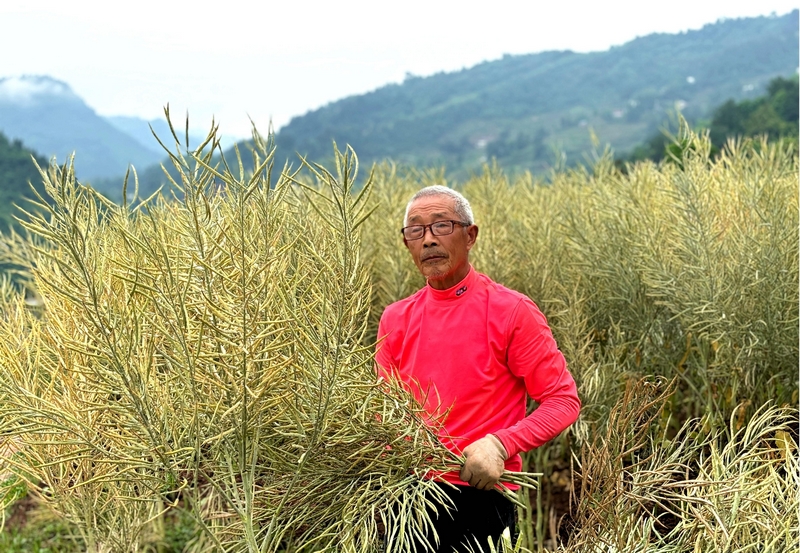 村民袁方平正在收割今年的新油菜。何小露摄