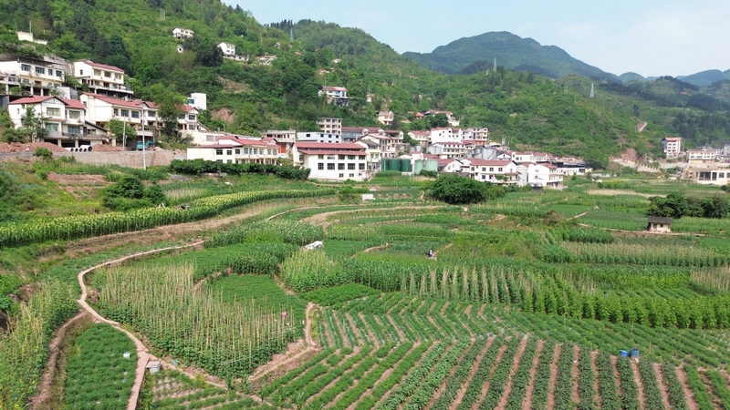 茅台镇双龙村蔬菜基地。