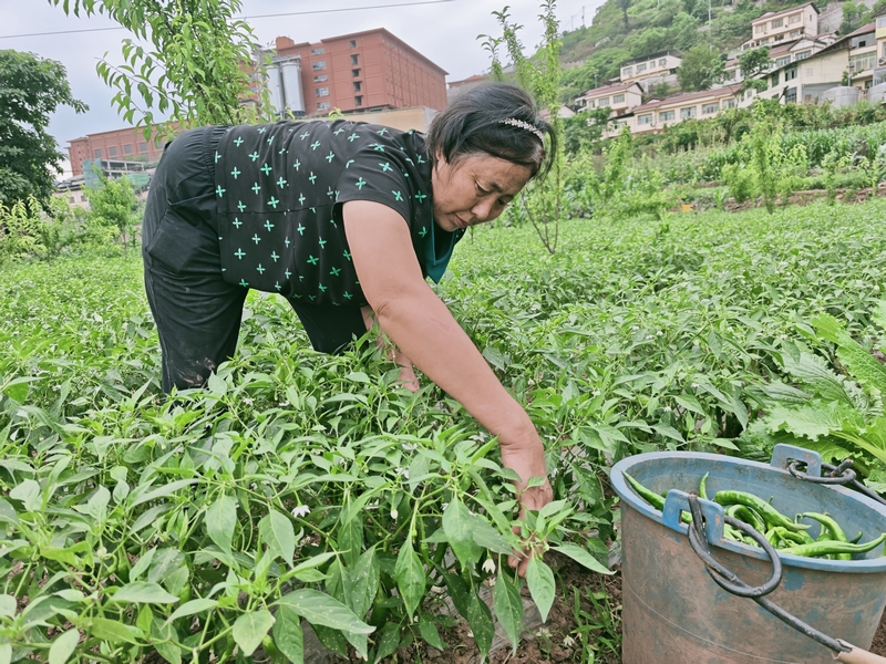 村民正在采摘新鲜蔬菜。