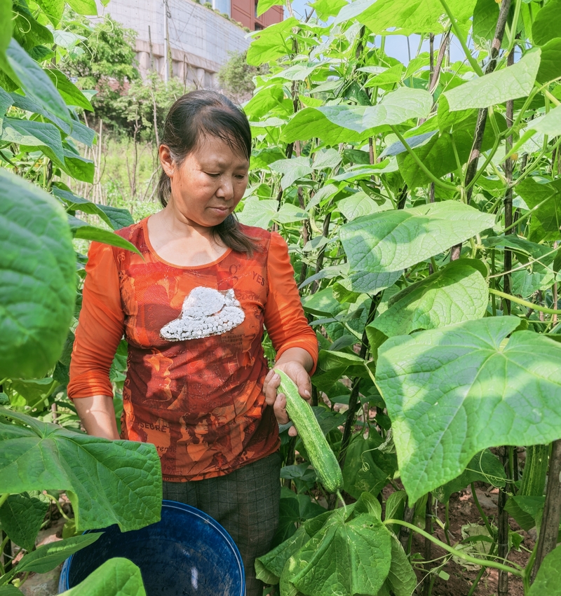 村民正在采摘新鲜蔬菜。