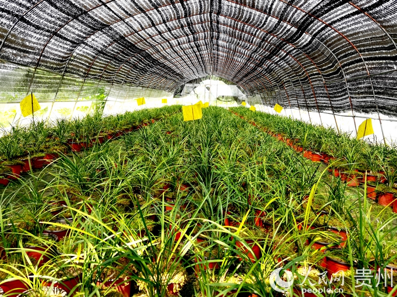 兰花种植大棚一隅。人民网记者 王秀芳摄.jpg