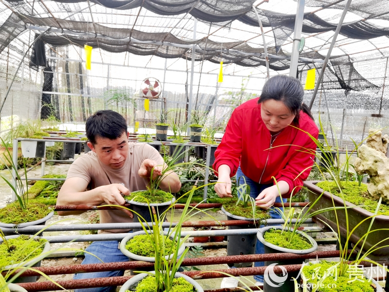 杨华飞与妻子陈友静仔细查看兰花长势。人民网记者 王秀芳摄1.jpg