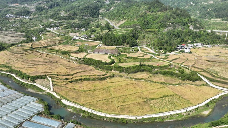 德江縣荊角鄉角口壩區油菜田間。