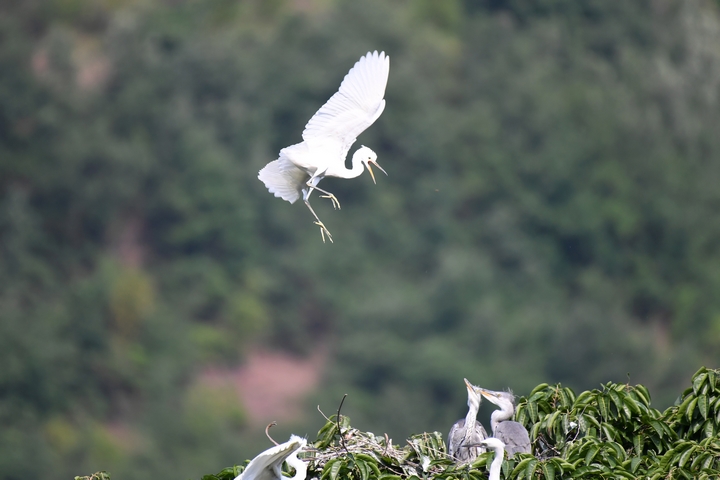 鷺鳥在合馬鎮沙坪村棲息繁衍。
