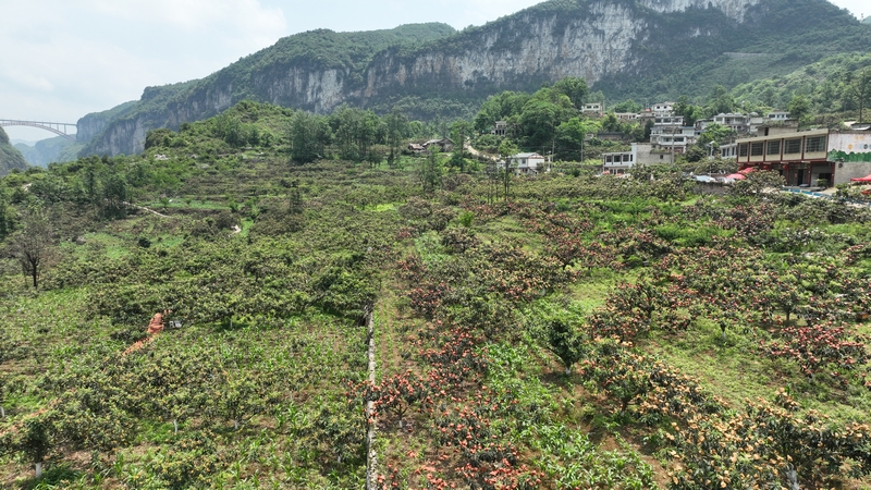 长顺县山口村枇杷种植基地。