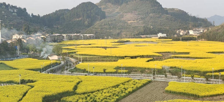 油菜花盛开时的美景。胡晓娴摄