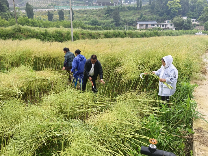 农户在收割油菜。任达龙摄